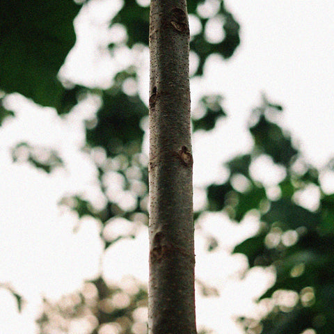 Known as the 'Aluminium Tree'