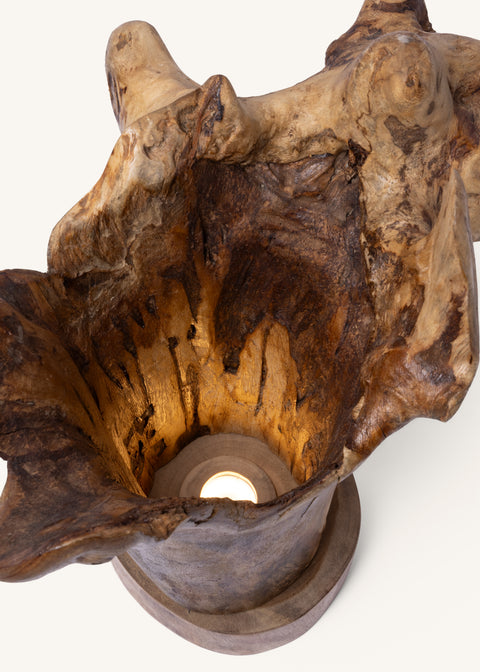 THE FOREST FLOOR LIGHT